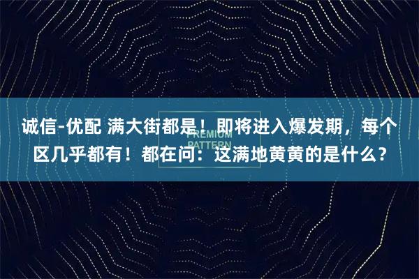 诚信-优配 满大街都是！即将进入爆发期，每个区几乎都有！都在问：这满地黄黄的是什么？